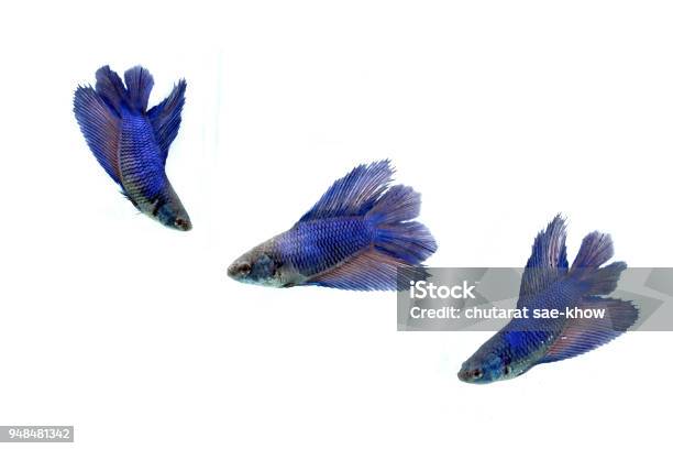 Moving Moment Of Siamese Fighting Fish Betta Splendens Isolated On White Background Stock Photo - Download Image Now