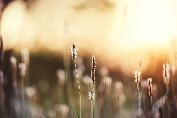 istock Plantago media Silhouette 948481724