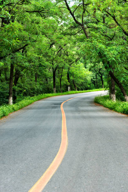 istock Curve road in a green forest 948482028