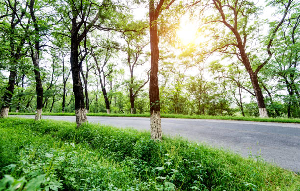 istock Trees on the side of the road 948482422