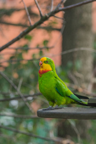 parrot stock photo
