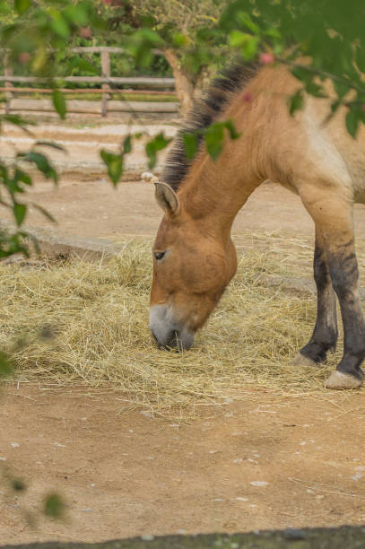 Przewalski's horse at the Prague Zoo stock photo