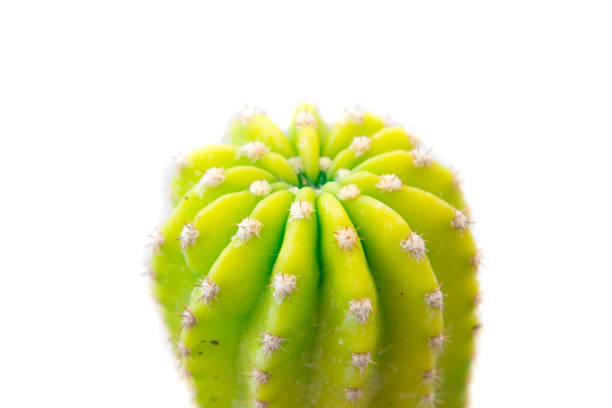 istock Cactus isolated on white background. Minimal style for cactus trendy. 948482908