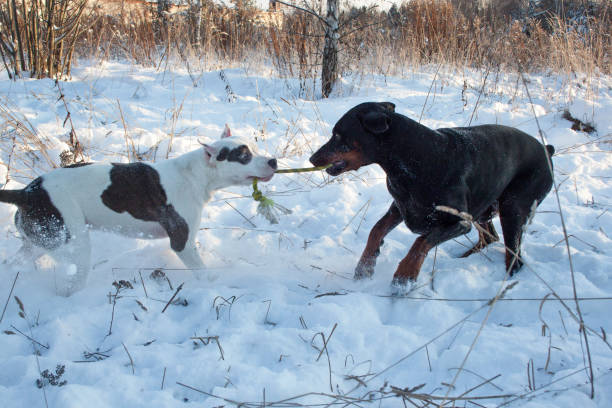 Adult doberman pinscher is playing with the american staffordshire terrier puppy. Pet animals. Adult doberman pinscher is playing with the american staffordshire terrier puppy. Pet animals. Winter day. blue nose pitbull pictures pictures stock pictures, royalty-free photos & images