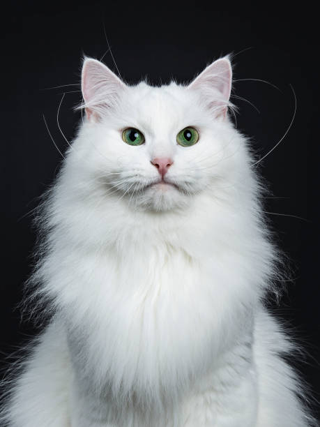 istock Head shot of mpressive solid white Siberian cat sitting b isolated on black background  looking straight in camera 948486026