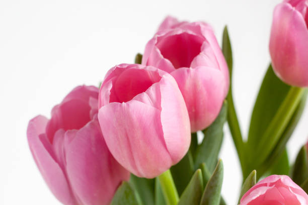 istock Group of pink tulips isolated on white background. 948486304