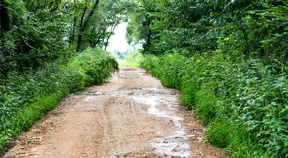 Dirt road in the forest