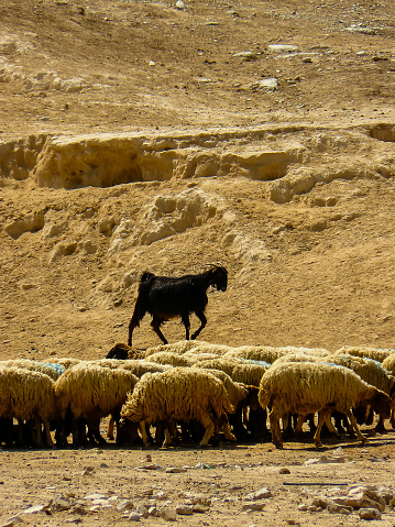 View of a flock of sheep in the Negev desert in Israel