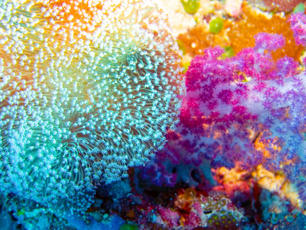 istock Corals of the Great Barrier Reef. 948495280