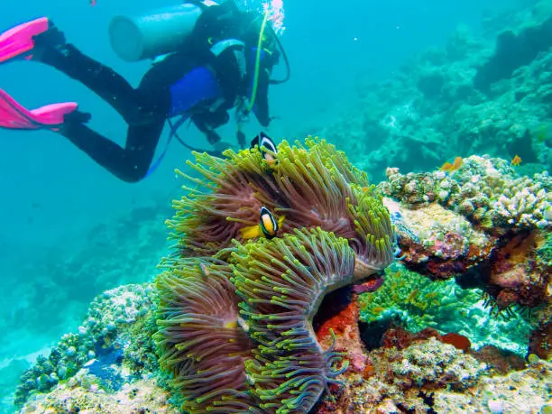 Creatures and plants of the Great Barrier Reef