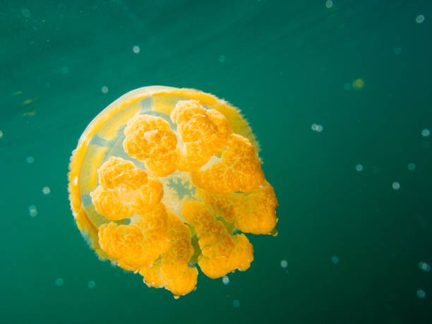 istock Jellyfish at coral reef 948495896