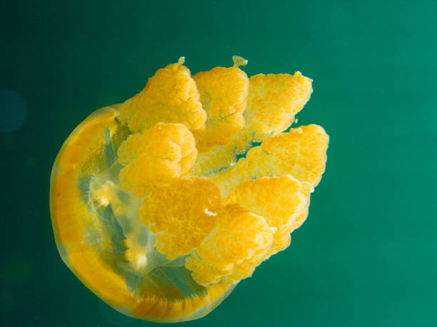 istock Jellyfish at coral reef 948495910