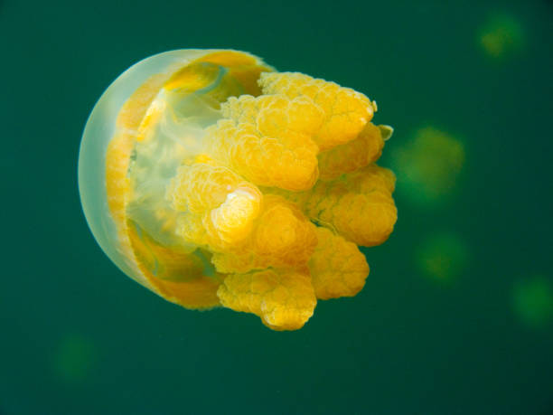 istock Jellyfish at coral reef 948495926
