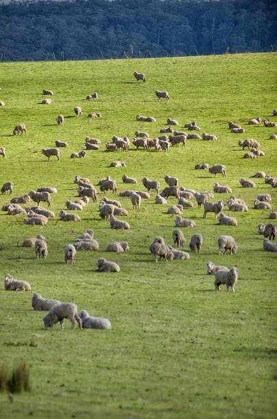istock Sheep grazing on lush green pasture 948498810