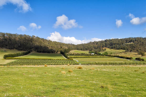 istock View over large vineyard and olive plantation 948499286