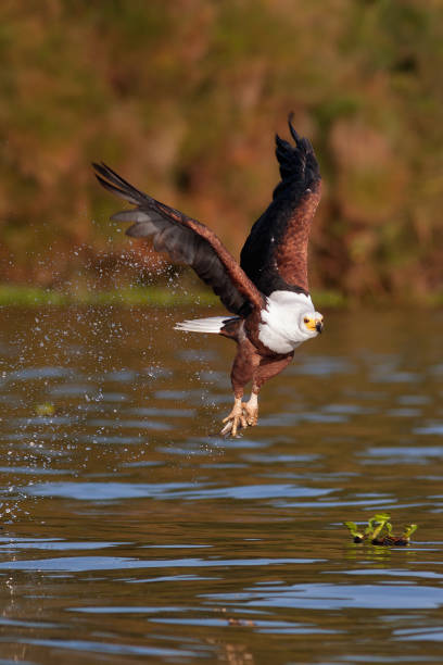 istock The fish eagle flying with prey above the lake 948499718