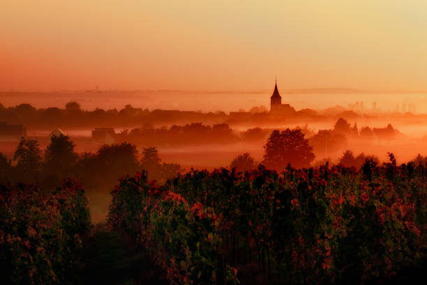 sunset over the vineyards in the loire valley sunset over the vineyards in the loire valley loire valley photos stock pictures, royalty-free photos & images