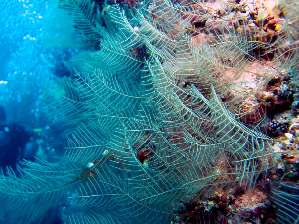 istock Plants and corals of the ocean 948499812