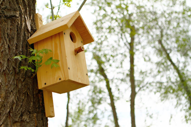 istock Bright wooden nesting box on the tree at summer day 948502066