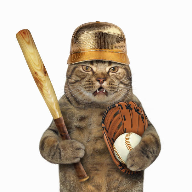 cat wearing baseball cap