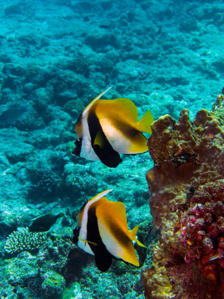 istock Coral fish. The Great Barrier Reef. 948502648