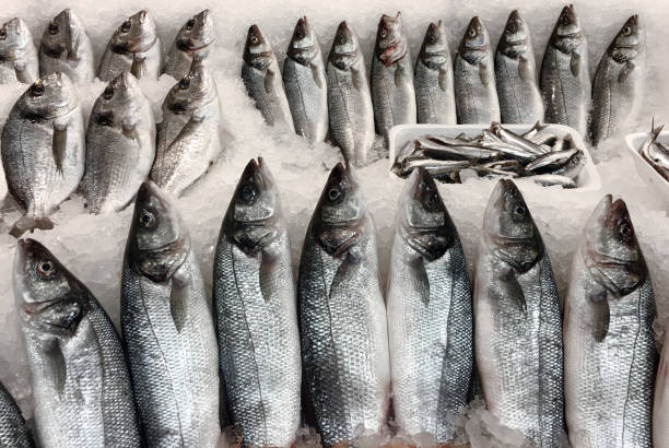 Fresh bonito for sale