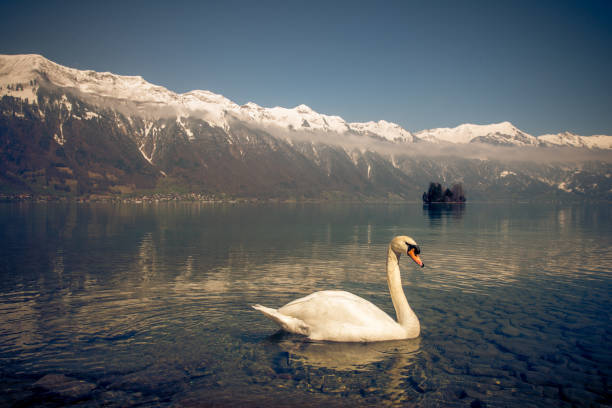 istock a swan in lake brienz in switzerland 948504104