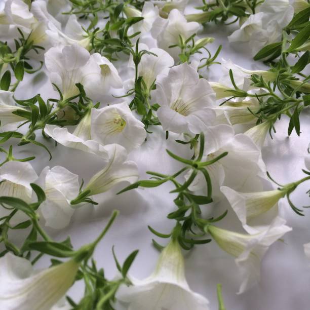 istock close-up background texture of beautiful flowers 948504536