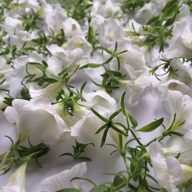 istock close-up background texture of beautiful flowers 948504548