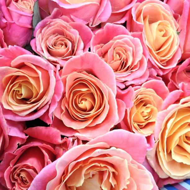 istock close-up background texture of beautiful flowers 948506960