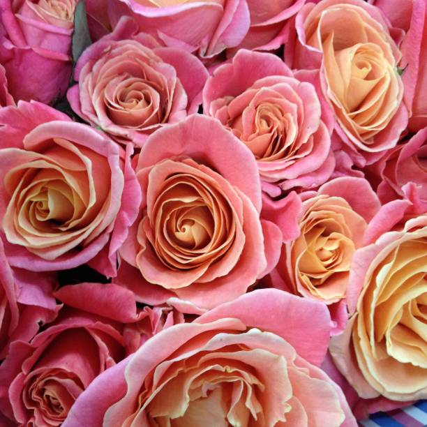 istock close-up background texture of beautiful flowers 948506970