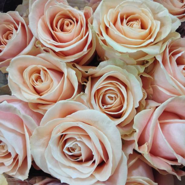 istock close-up background texture of beautiful flowers 948507030