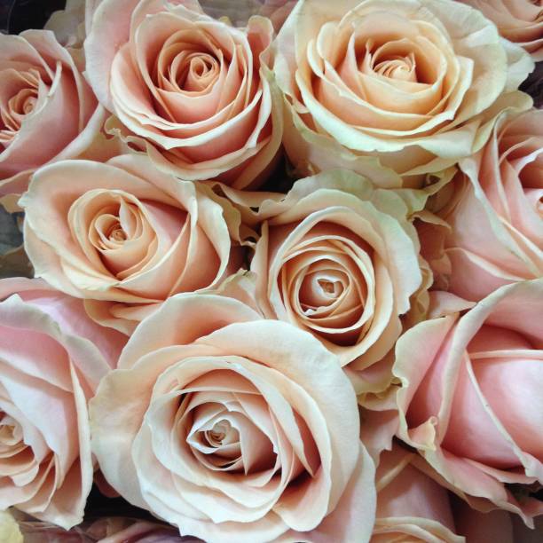 istock close-up background texture of beautiful flowers 948507044