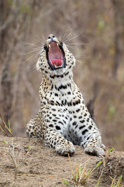 istock Lone leopard lay down to rest on an anthill in nature during daytime 948507840