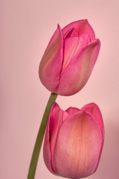 istock Candid head of pink tulips 948510968