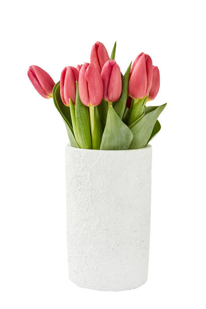 istock Red tulips bouquet in old white vase. Isolated over white 948511420