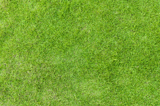istock Green grass texture background for spring or summer and World Earth Day concept. 948511646