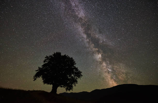 istock Lonely high tree under starry night sky and Milky way 948512590