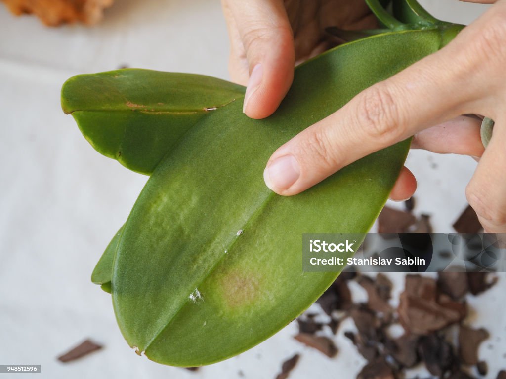 Parasitic mealybug on leaves of orchids. Parasites on plants. Diseases of plants. Orchid Stock Photo