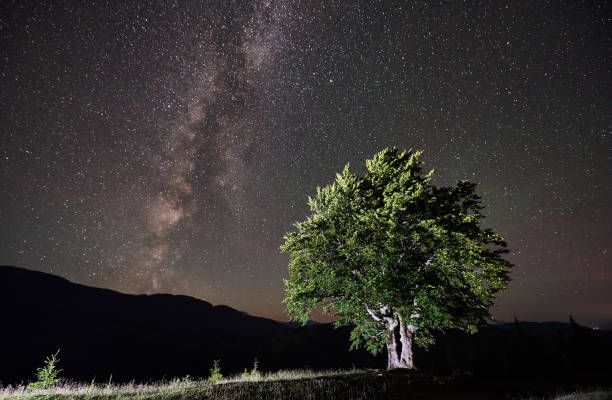 istock Lonely high tree under starry night sky and Milky way 948512648