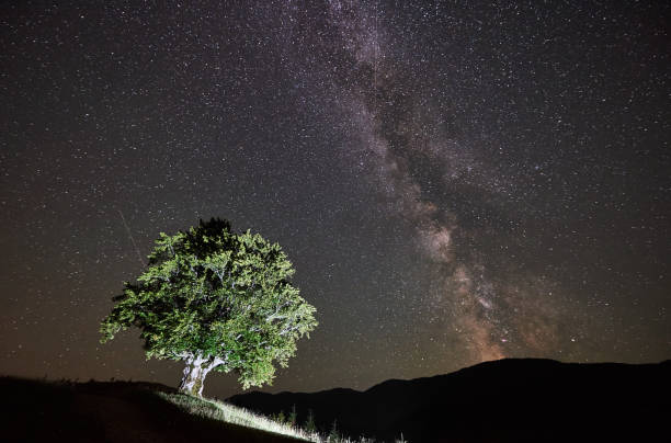 istock Lonely high tree under starry night sky and Milky way 948512686