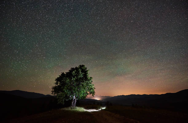 istock Lonely high tree under starry night sky and Milky way 948512694