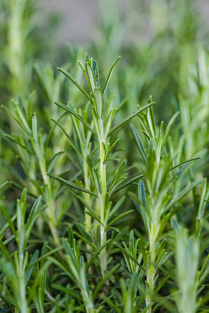 istock Fresh Rosemary Herb grow outdoor. 948512828