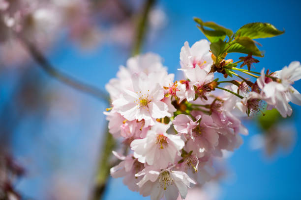 istock Pink flowers on the tree, ornamental cherry, blue sky 948515144