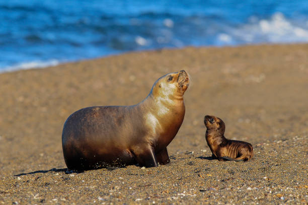 istock Sea Lion, and calf 948515456