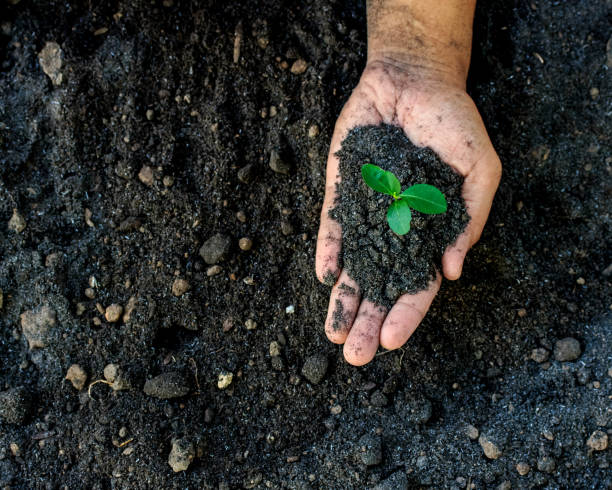 istock hands holding young plant. Ecology concept 948515940