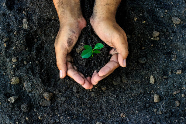 istock hands holding young plant. Ecology concept 948515966