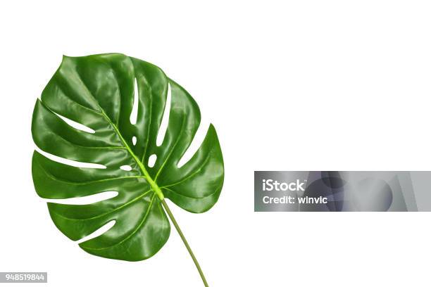 Tropical Leaf Monstera Isolated On White Background Top View Summer Fresh Foliage Concept With Space For Text Stock Photo - Download Image Now
