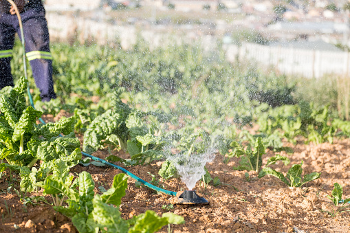 A man moves his sprinkler around his vegetable garden