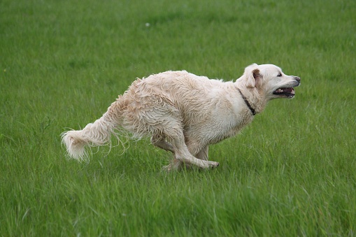 golden retriever is running on a field